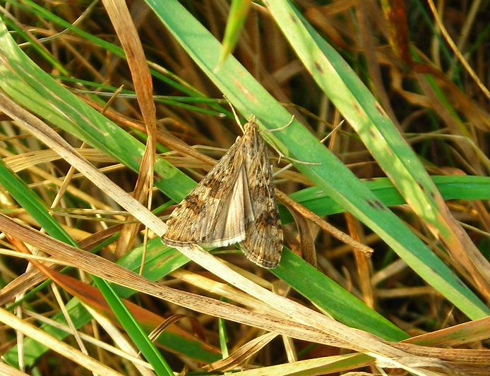 Nomophila noctuella (Crambidae)